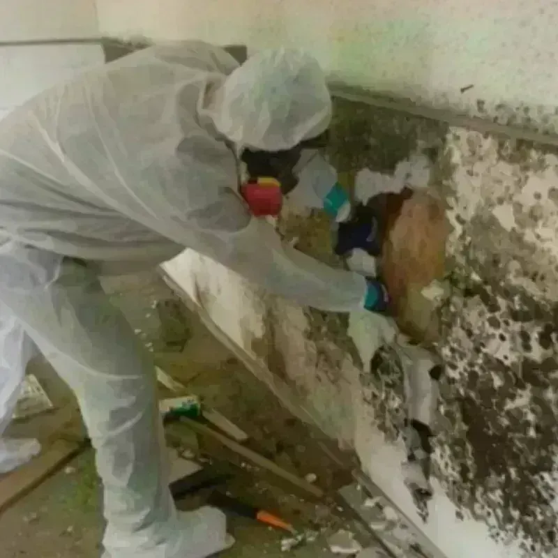 Mold Remediation and Removal in Mounds View, MN